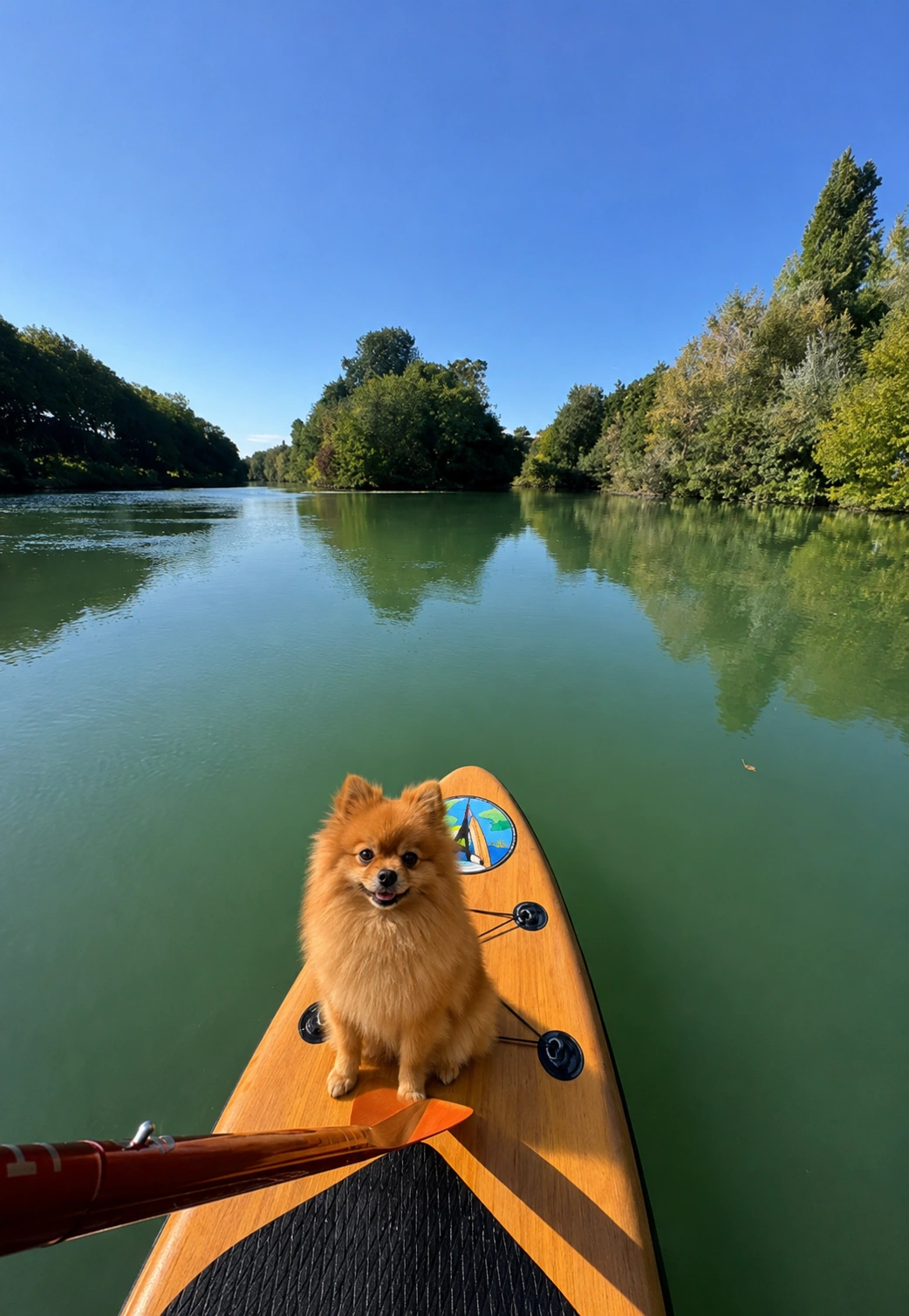 Paddle dog — session avec chien sur la Marne